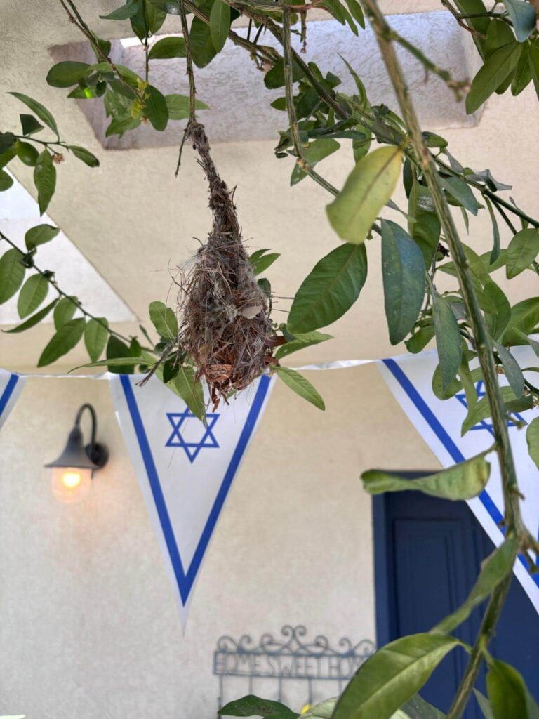 קן ציפור